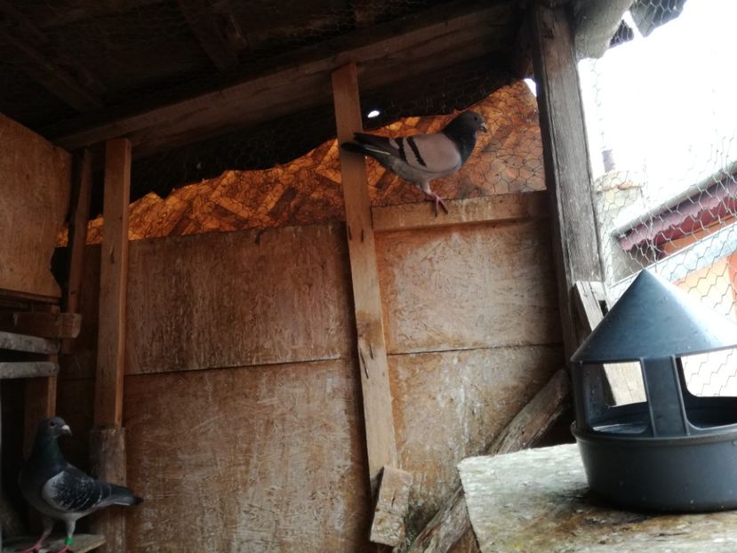  - 3-02-2018-Curatenie de iarna