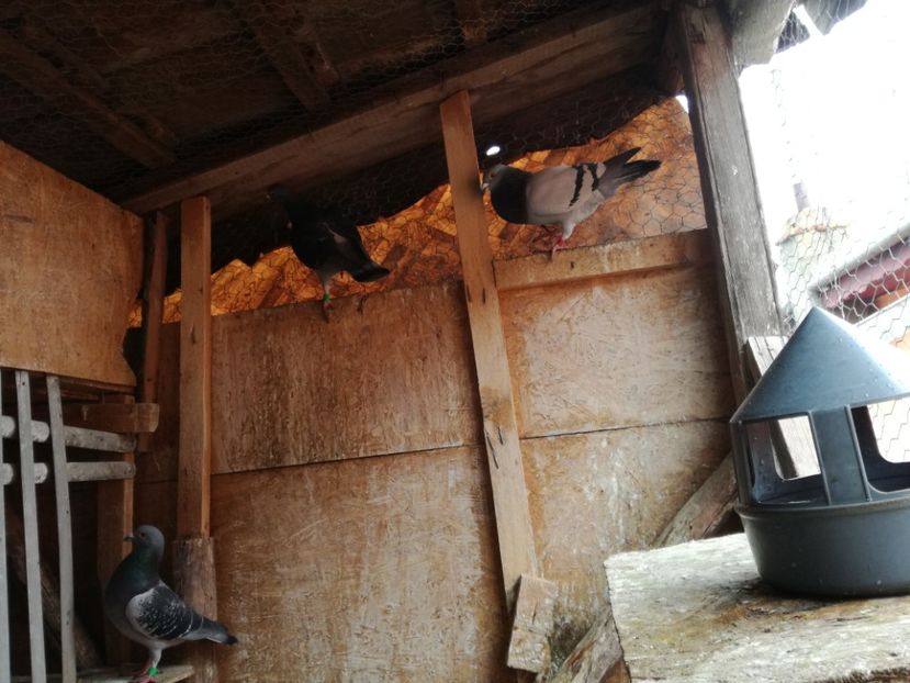  - 3-02-2018-Curatenie de iarna