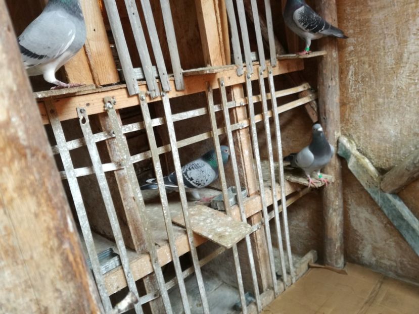  - 3-02-2018-Curatenie de iarna