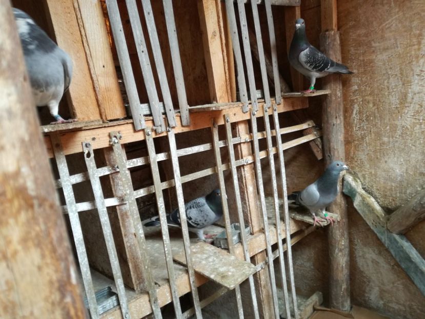  - 3-02-2018-Curatenie de iarna