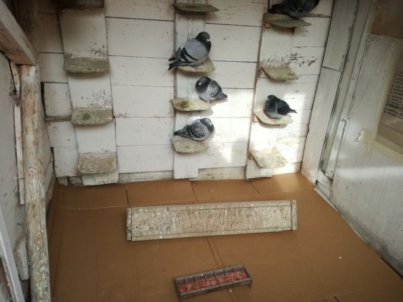  - 3-02-2018-Curatenie de iarna