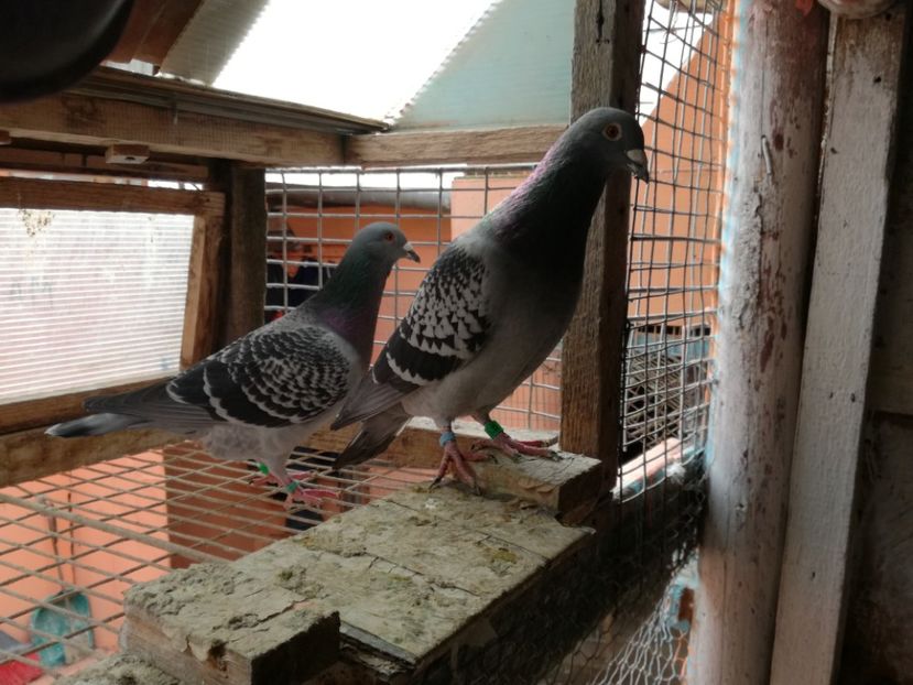  - 3-02-2018-Curatenie de iarna