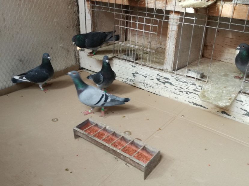  - 3-02-2018-Curatenie de iarna