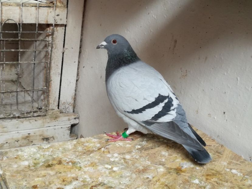  - 3-02-2018-Curatenie de iarna