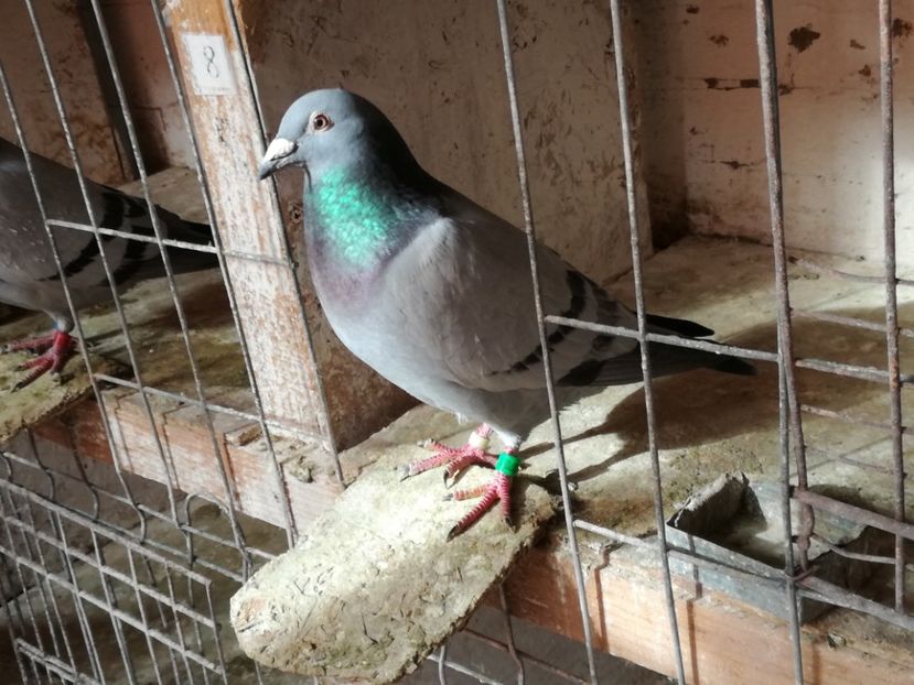  - 3-02-2018-Curatenie de iarna