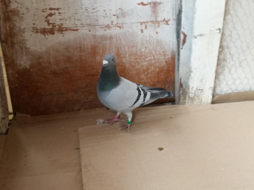  - 3-02-2018-Curatenie de iarna