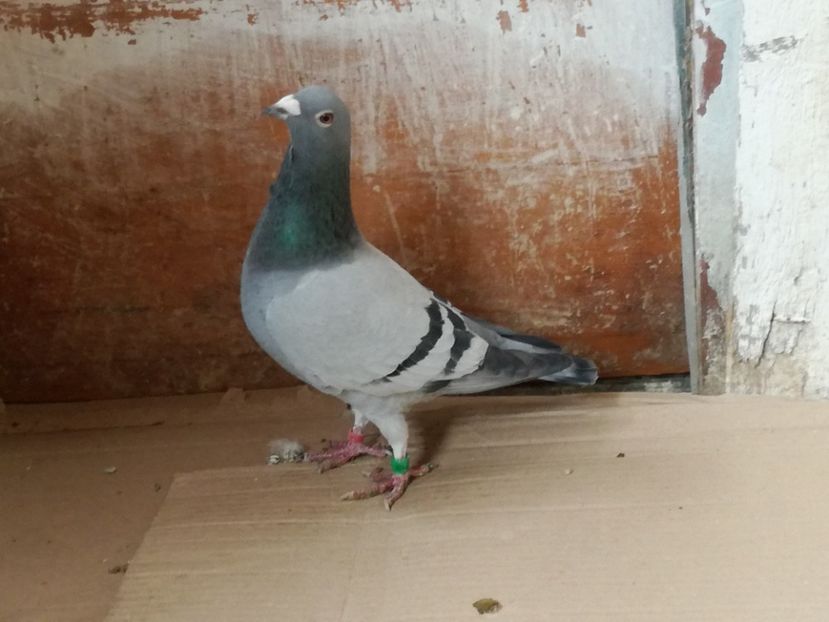  - 3-02-2018-Curatenie de iarna