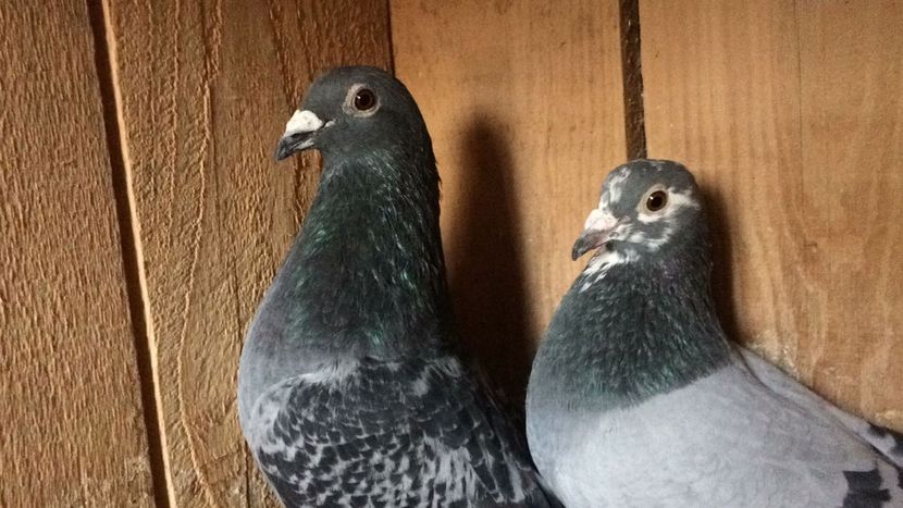 IMG-20180202-WA0026 - cuplul 5 2o18