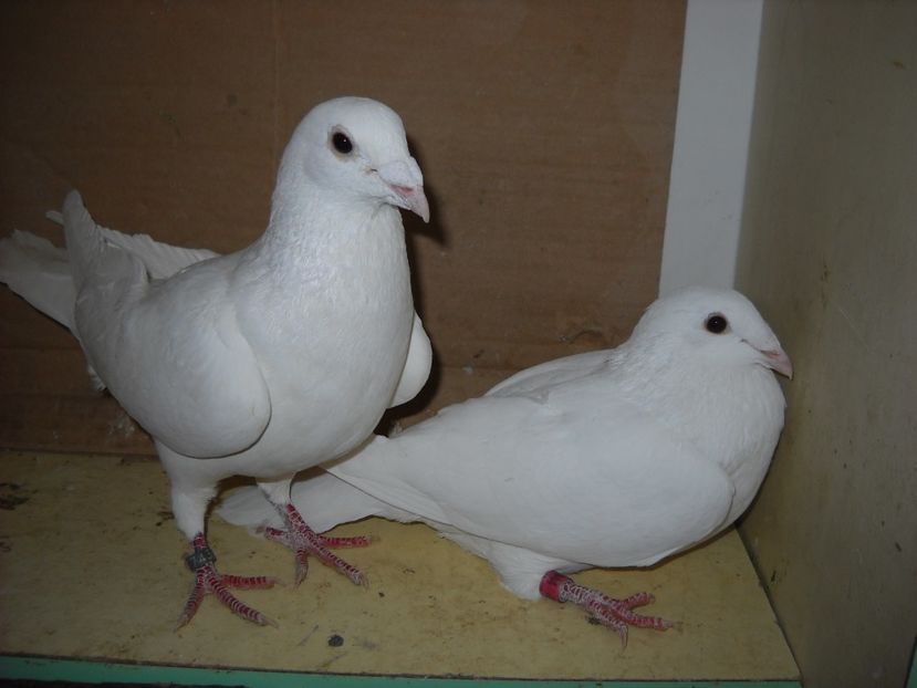 PER. - PORUMBEI VANDUTI