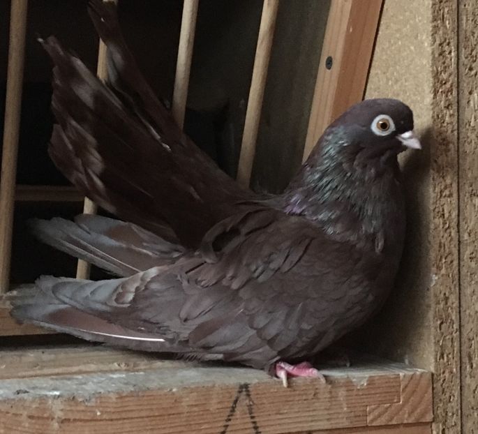 BA2E0463-2FFF-47D8-BD9C-450B4728357D - 01 Castaniu de Craiova