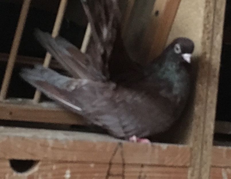 7281758E-D7BC-4A17-A608-68AD3068AF02 - 01 Castaniu de Craiova