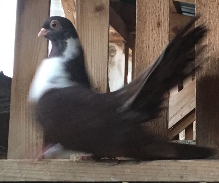 BBD017F8-2832-41C3-8F4C-4EABB93FBE8A - 01 Castaniu de Craiova