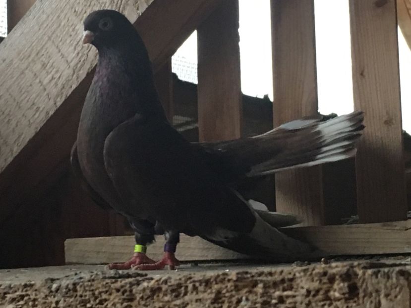 548951EB-A6C6-4B5E-B9C5-23FAF513BA4C - 01 Castaniu de Craiova