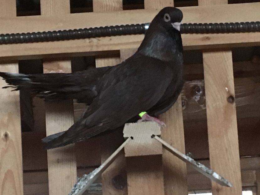 3B7E7D10-55CD-42EC-9750-6BEA3050347A - 01 Castaniu de Craiova