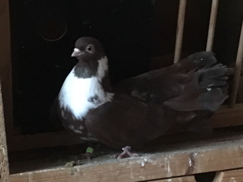 DF82024F-EE9C-4C3C-92FC-4FB33E6EEEF5 - 01 Castaniu de Craiova