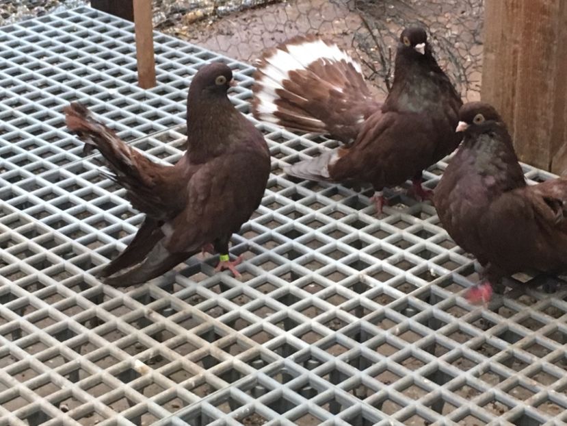 86D42125-17FD-4DDF-A248-F1A3A7F92271 - 01 Castaniu de Craiova