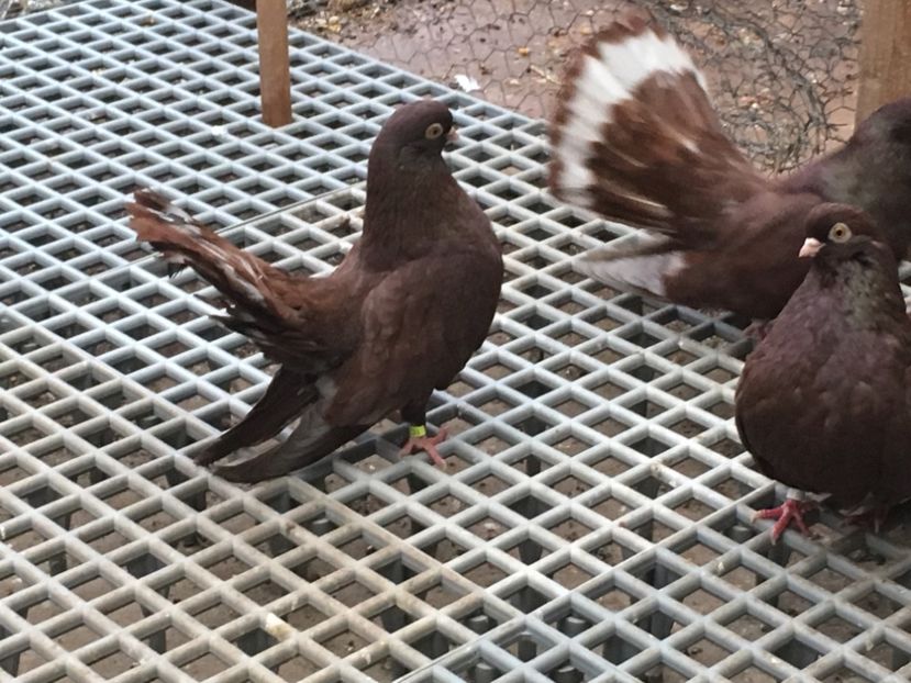 6F19AA50-3223-4A94-BD40-E2DA68B039AA - 01 Castaniu de Craiova