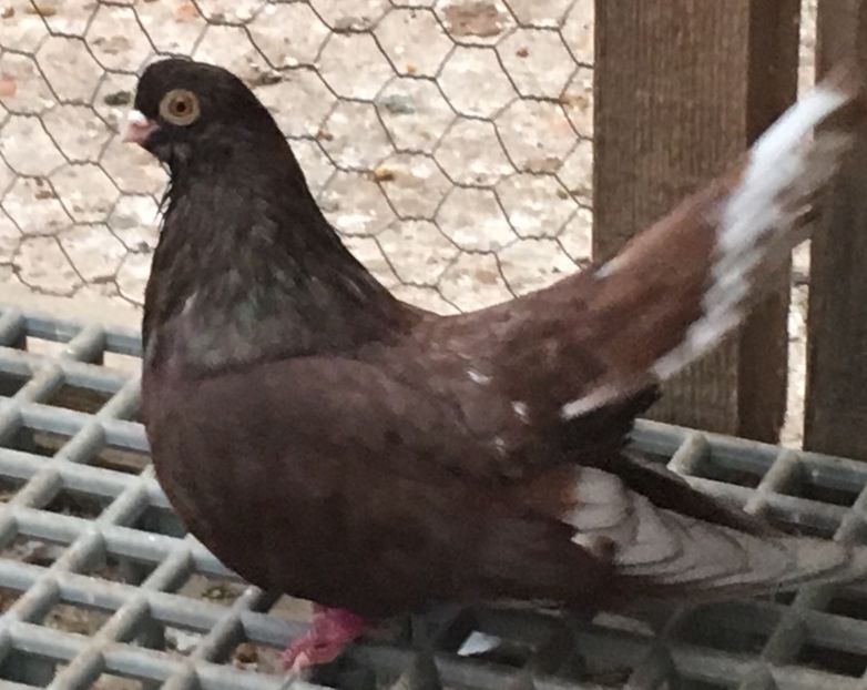 703B2D64-6C62-4136-9C6D-34AD8F89A93F - 01 Castaniu de Craiova