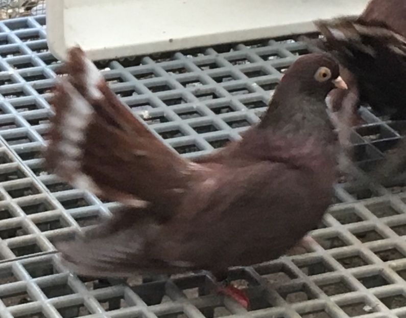 4A65A9C4-58EF-488E-89FB-96EAD679E906 - 01 Castaniu de Craiova