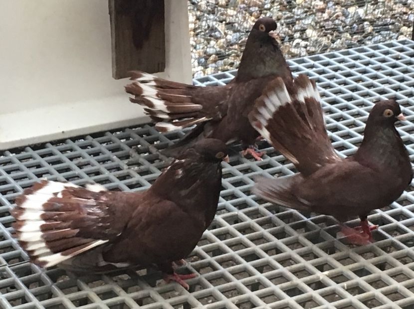 ED0AC037-6E9E-4DDE-9775-EA187E5238C2 - 01 Castaniu de Craiova