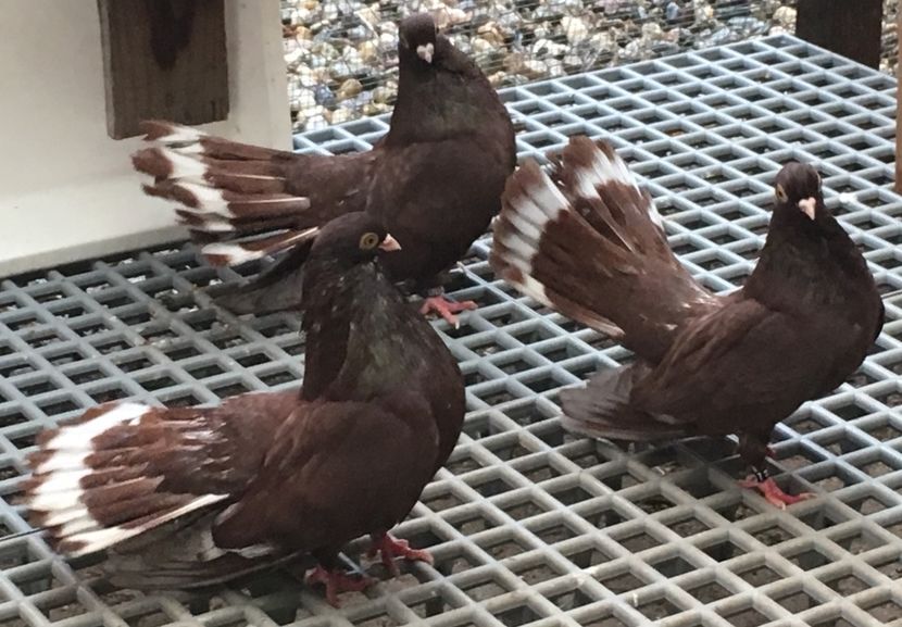 27BFB3C9-E847-4553-BF56-291CF61D5688 - 01 Castaniu de Craiova