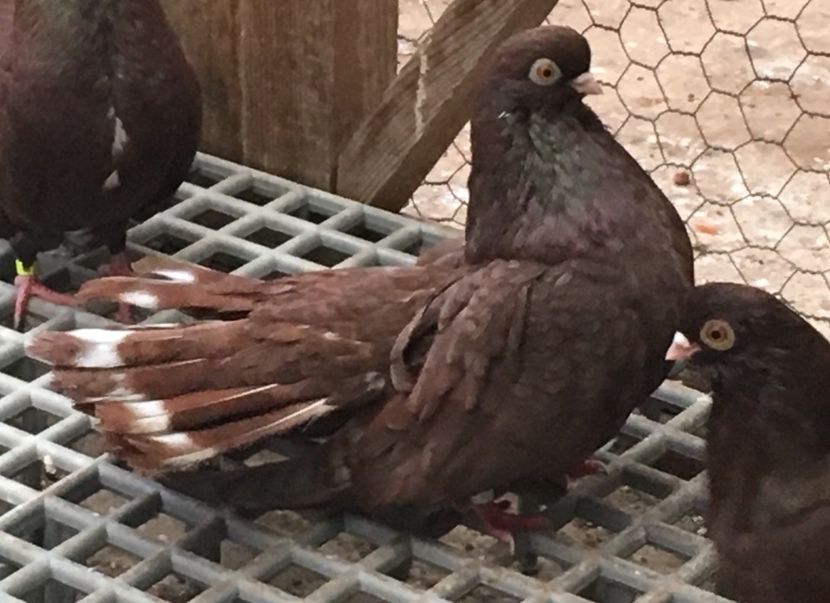 1EF57D42-55B6-40B4-9728-DFF8DE031608 - 01 Castaniu de Craiova