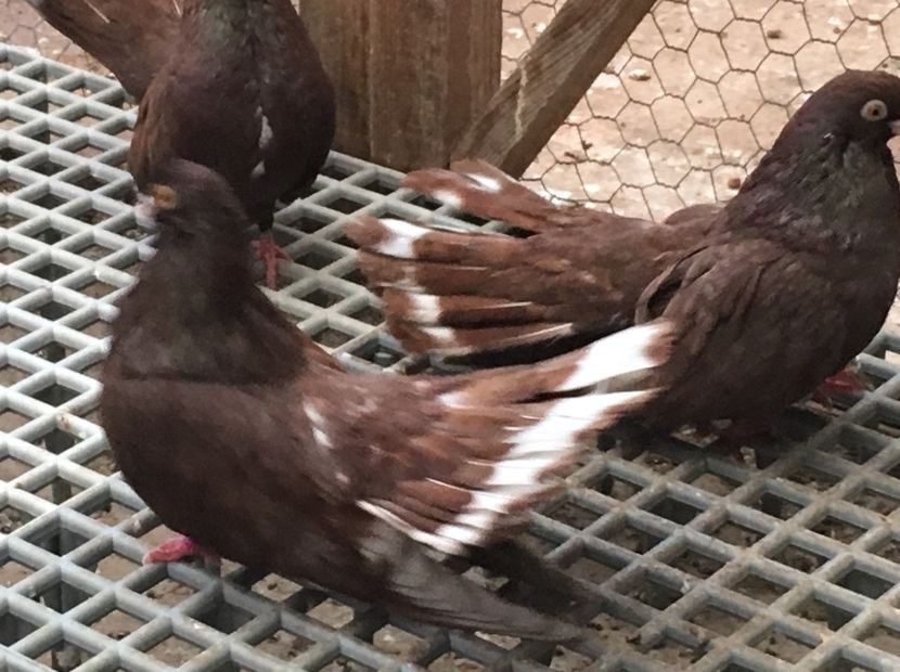 6953A4A1-8A31-464E-933C-19F325981617 - 01 Castaniu de Craiova