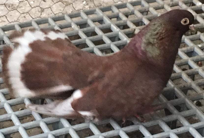 EDCB2072-9584-4CE1-A2BB-E34FCE2C6DE8 - 01 Castaniu de Craiova