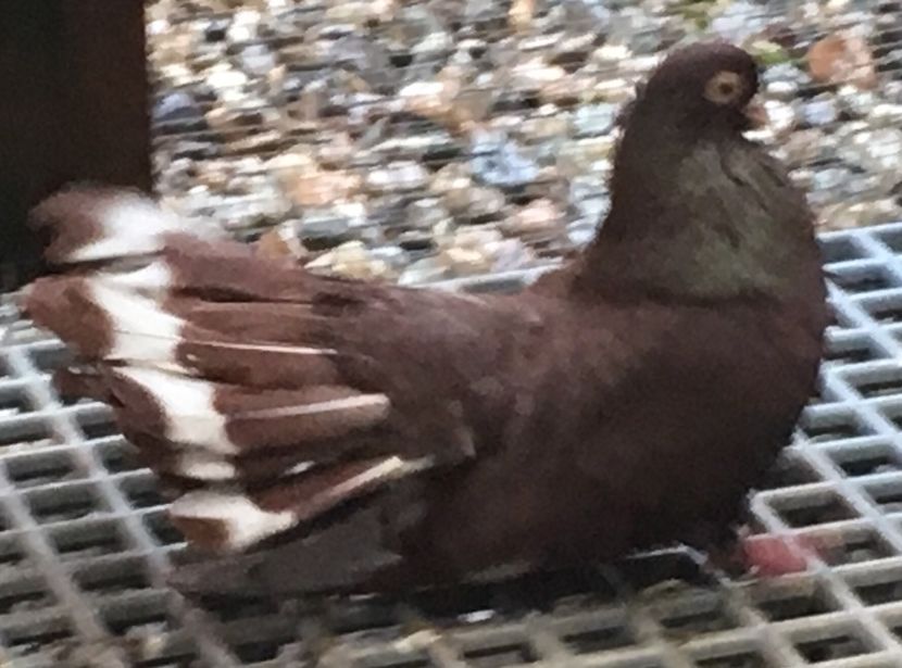 6B6D69B3-2309-4347-98B2-85B4BD616E79 - 01 Castaniu de Craiova