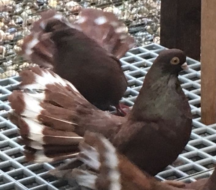 90B41267-4373-4BFA-910B-A13315F2F669 - 01 Castaniu de Craiova