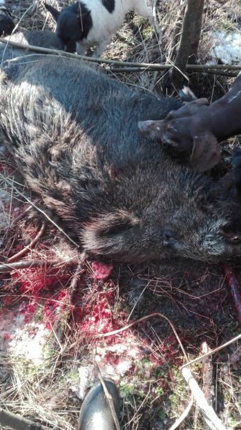  - VANATOARE LA MISTRET 2018