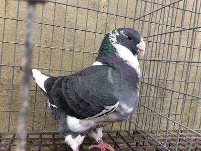 Mascul 2016 dat la schimb - POR AMERICANI VANDUTI