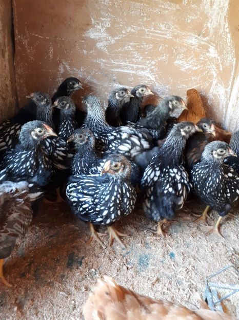  - Wyandotte argintiu