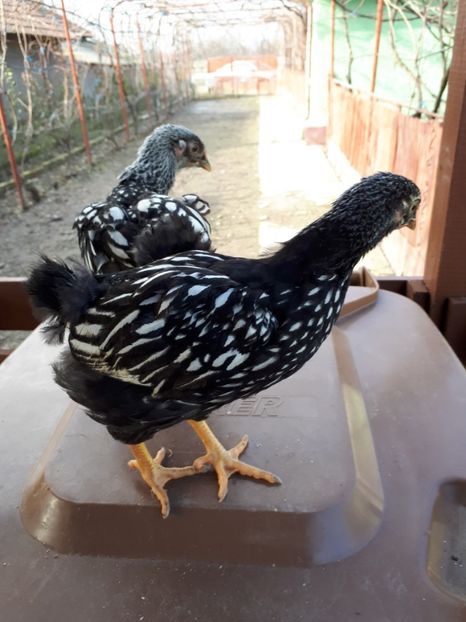  - Wyandotte argintiu