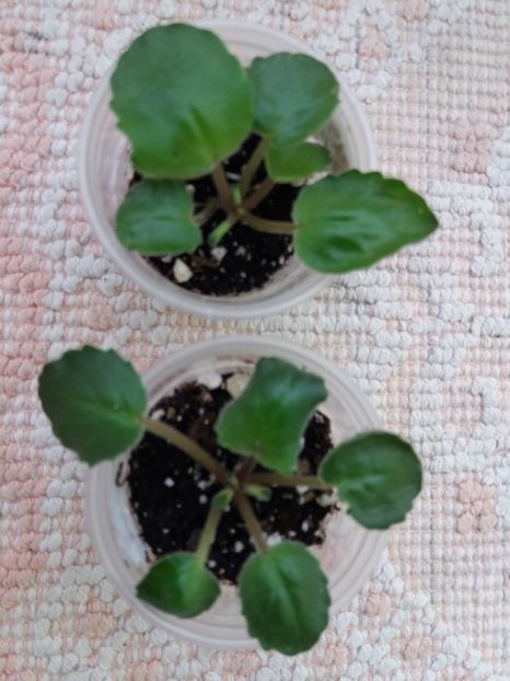 3 feb - ZZ RS Barkhatnyi Nariad trail sport