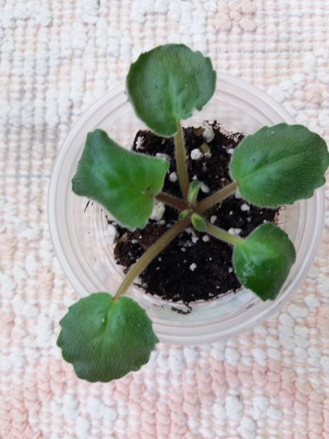 3 feb - ZZ RS Barkhatnyi Nariad trail sport