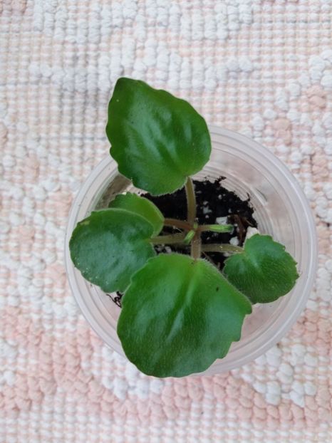 3 feb - ZZ RS Barkhatnyi Nariad trail sport