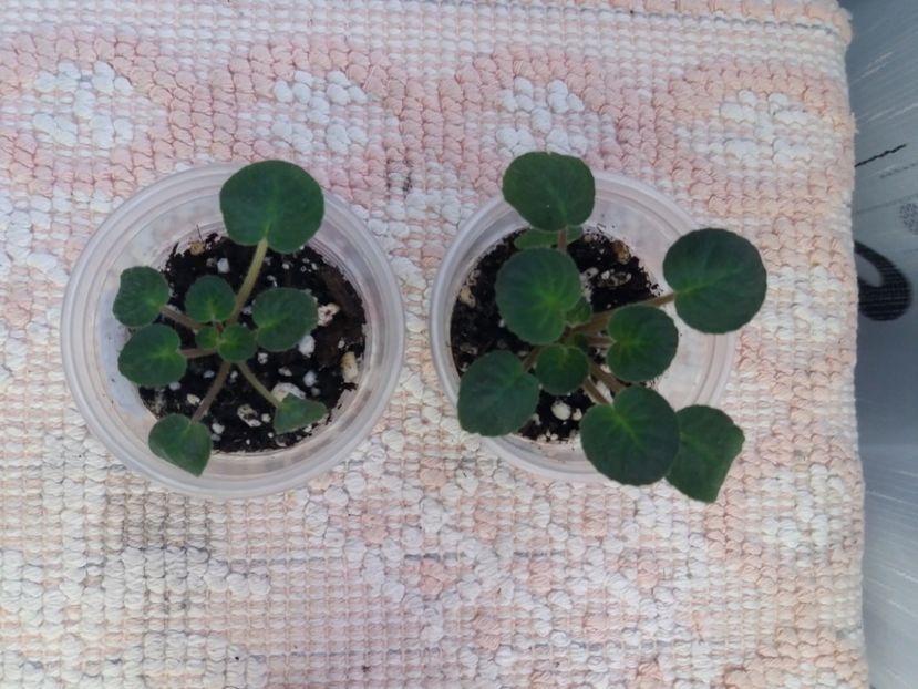 3 feb - ZZ Velutina lite