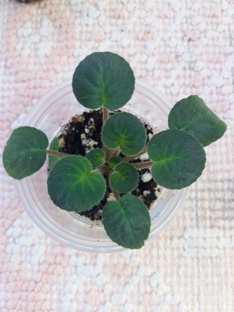 3 feb - ZZ Velutina lite