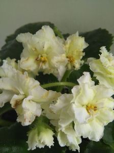 Mellow Yellow poza net - ZZ Mellow Yellow