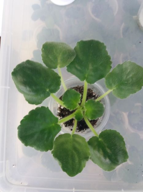 3 feb - ZZ Mellow Yellow