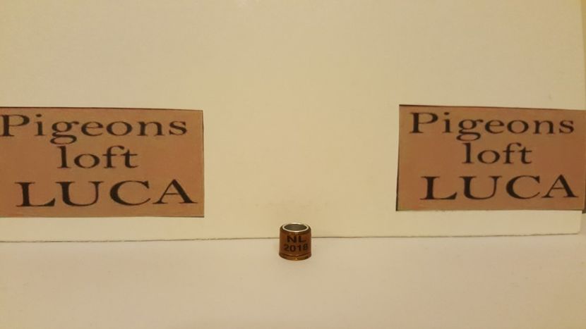 NL 2018 neomologat - fake - Inele Olanda - 69 piese