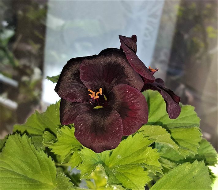  - x Alte plante cu flori