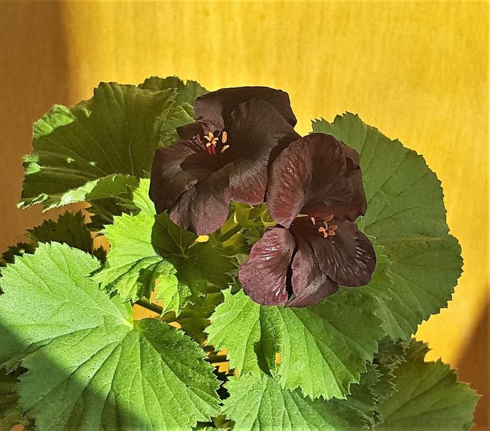  - x Alte plante cu flori