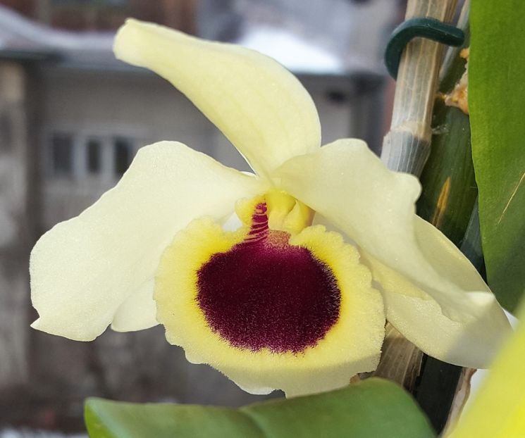  - Dendrobium nobile