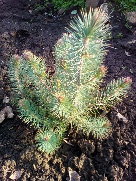  - curtea cu toate cele 2018