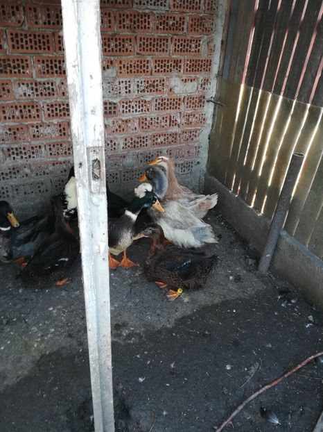  - Rate Rouen și Saxone și Mute