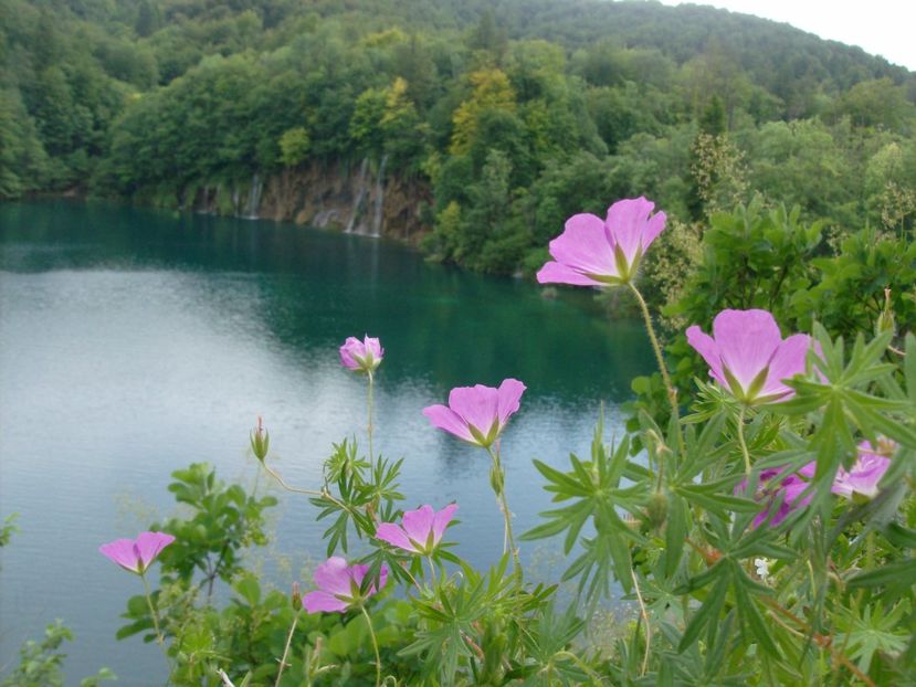 CROATIA MUNTENEGRU SLOVENIA  8 IUNIE 2016 (600) - MUNTENEGRU CROATIA SERBIA