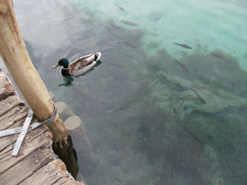 CROATIA MUNTENEGRU SLOVENIA  8 IUNIE 2016 (670) - MUNTENEGRU CROATIA SERBIA