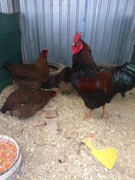 3BF9CA3B-23AD-4C3F-BACF-98B066BB56ED - 2018 Plymouth potarnichiu